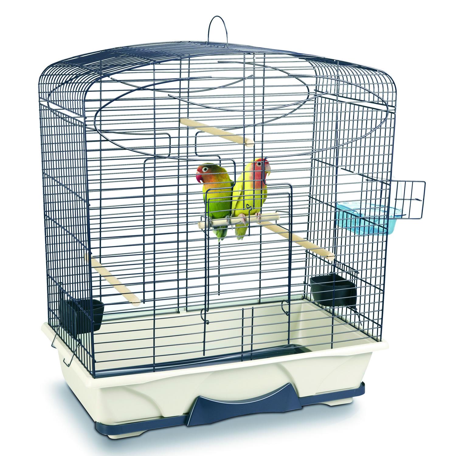 How to Move and Prepare your Bird When Moving Home in Bedworth, Warwickshire