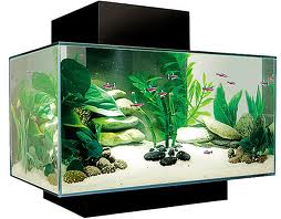 How to Move Home with a Fish Tank in Leicester