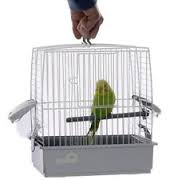 How to Move and Prepare your Bird When Moving Home in Bedworth, Warwickshire