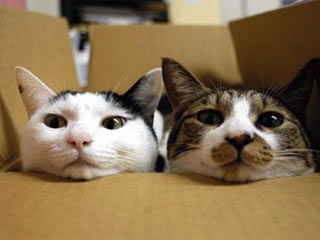 Preparing Your Cat When Moving House in Melbourne, Derbyshire