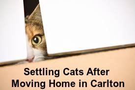 Settling Cats in after Moving Home in Carlton