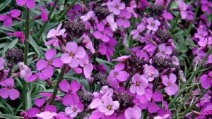 Erysimum-Bowles-Mauve'how to get the best out of your new back garden