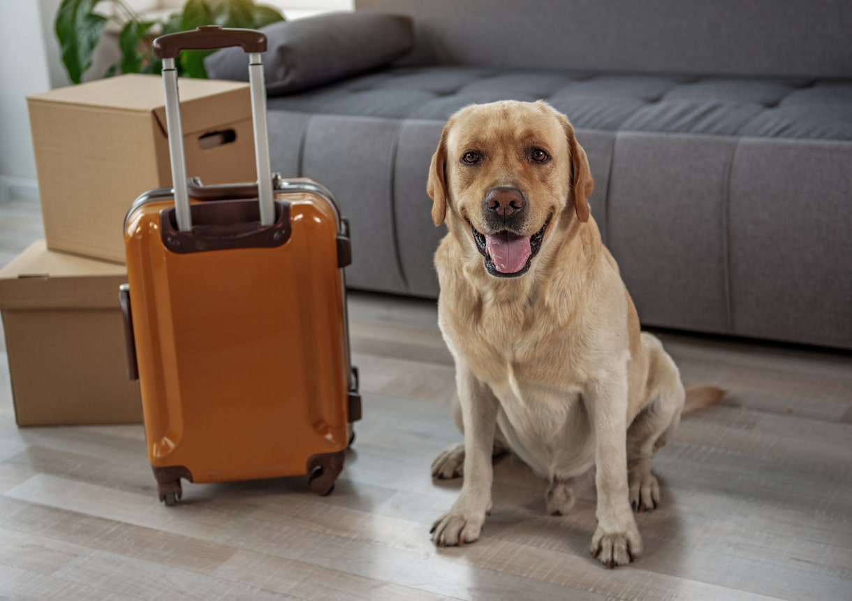 Moving Home With Pets & Animals