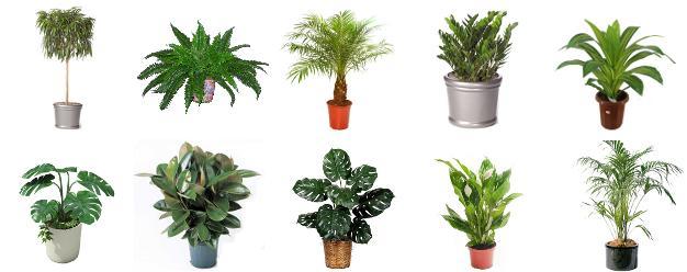 Moving Home in Bingham with Houseplants