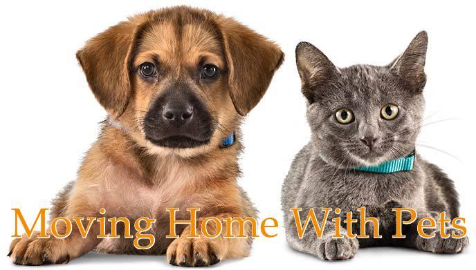 Moving Home With Your Pets in Nottingham