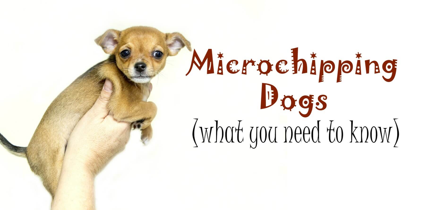 Microchipping your dog before moving to a new home