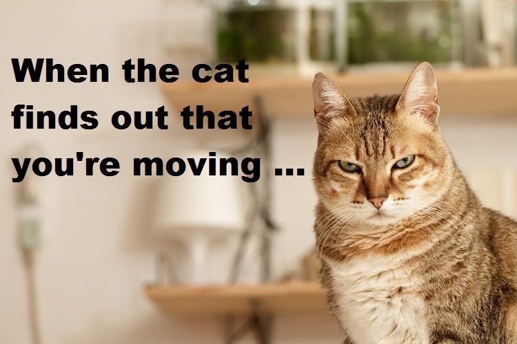 Preparing Your Cats For Removals When Moving Home