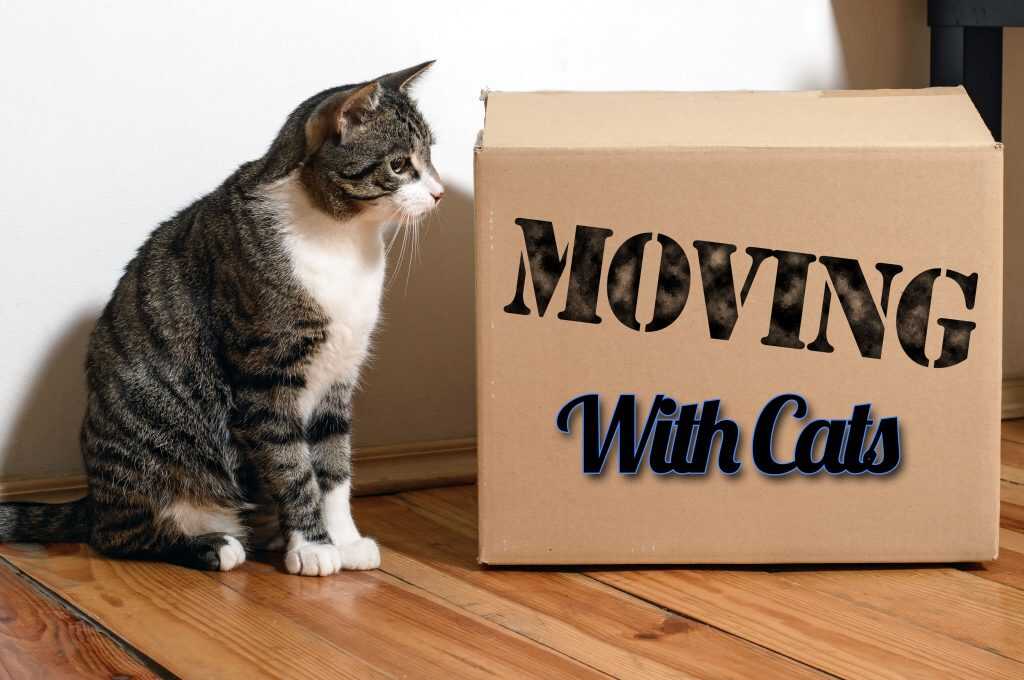 Relocating with Cats: Solutions to Protecting Your Cat from Stress and Escapes During a House Move