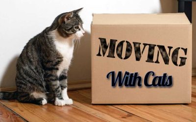 Relocating with Cats: Solutions to Protecting Your Cat from Stress and Escapes During a House Move